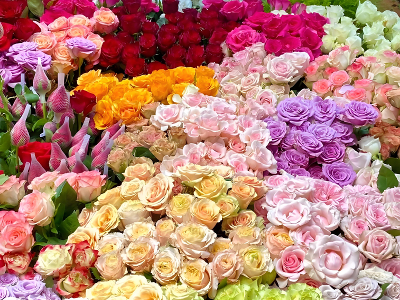 Cold storage technology helps to preserve fresh flowers and improve their quality